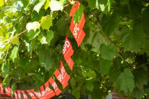 202408_Sommerfest_0010